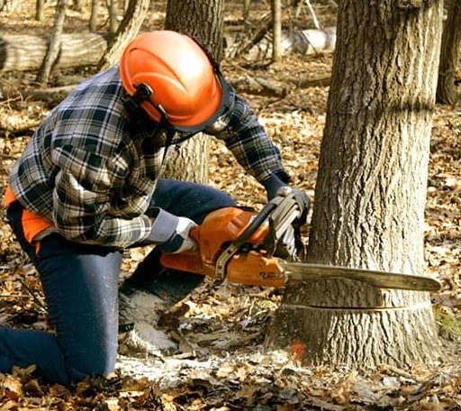 Tree Removal in Fitzwilliam, NH